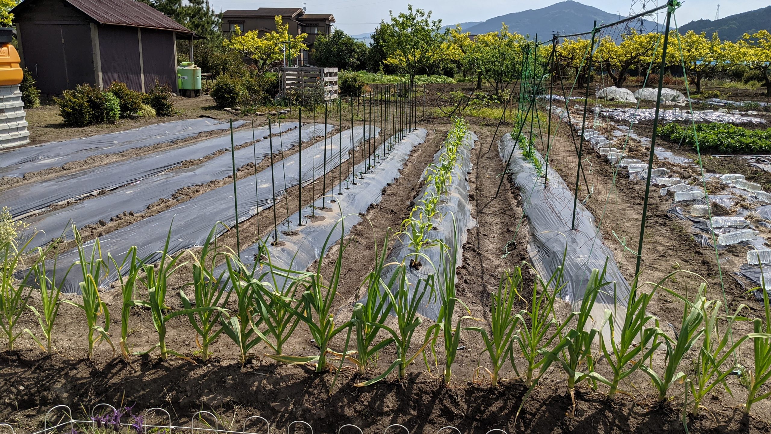 Read more about the article マルチを張り苗を植え付け