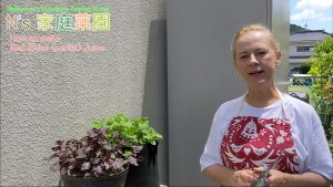 Read more about the article 004 How to make Red Shiso perilla Juice (日本語字幕あり）