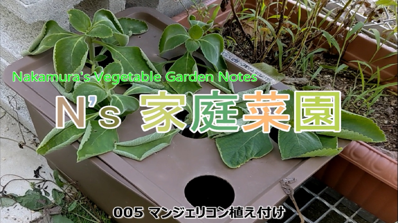 You are currently viewing 005 マンジェリコン植え付け