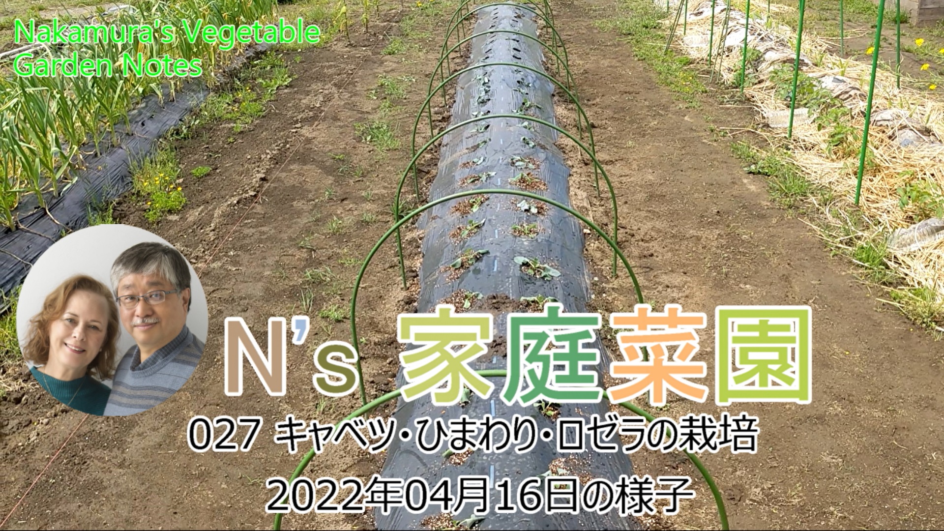 Read more about the article 027 キャベツ・ひまわり・ロゼラの栽培 2022年04月16日の様子