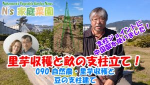 Read more about the article 090 自然農・里芋収穫と豆の支柱建て