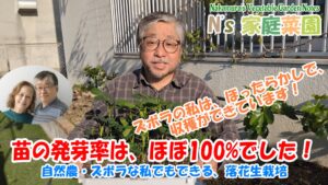 Read more about the article 自然農・ズボラな私でもできる、落花生栽培