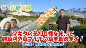 Read more about the article 自然農・雑草処理と草マルチ