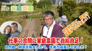 Read more about the article 自然農：雑草を除去したら、生姜が成長してました！