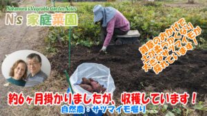 Read more about the article 自然農：サツマイモ堀り